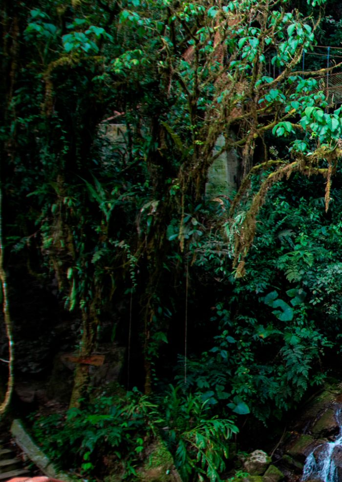 amazon-waters-and-jungle-secrets-rio-tigre