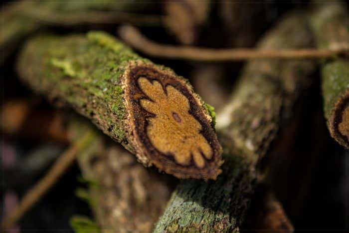 ayahuasca-in-cusco
