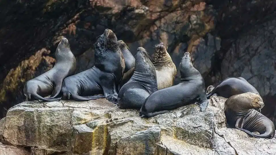 coastal-marvels-tour-iziperu