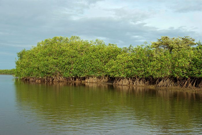 desert-to-mangrove-tour-mancora