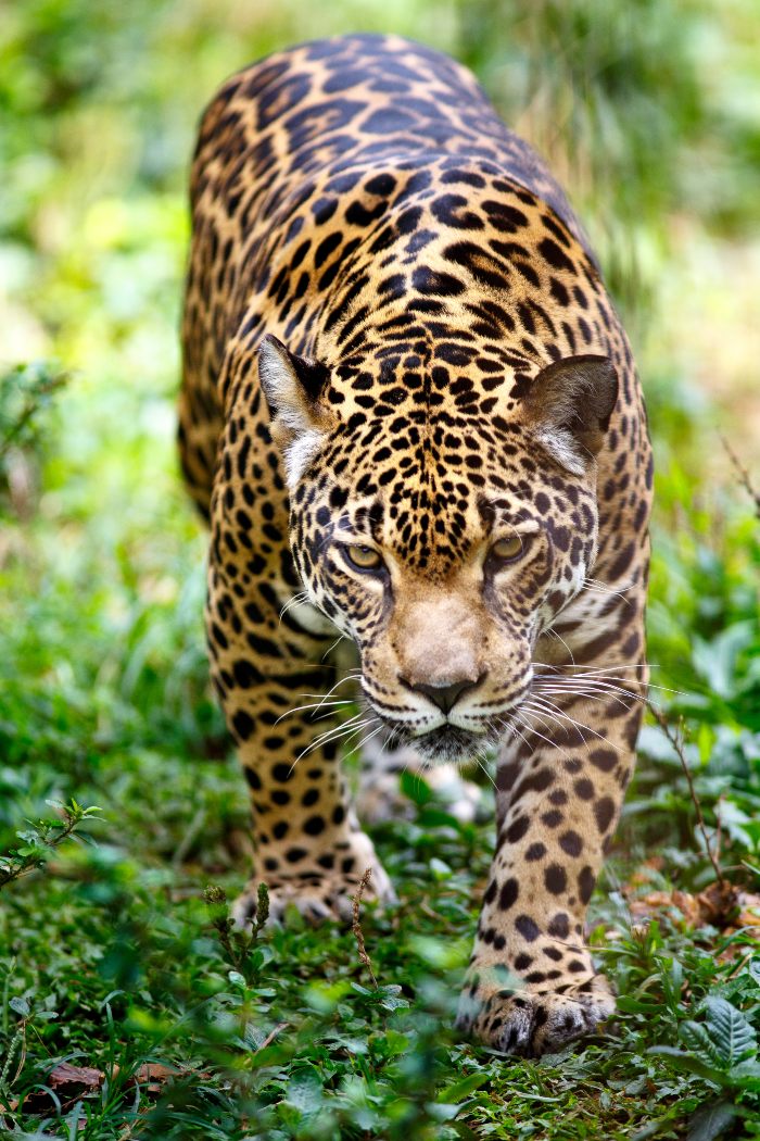 embark-on-a-four-days-jungle-expedition-tour-in-cusco