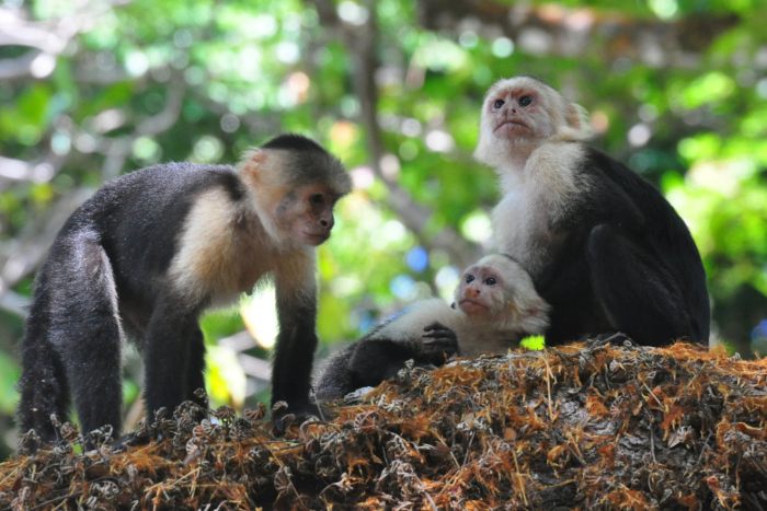 embark-on-a-four-days-jungle-expedition-tour