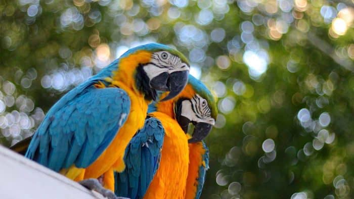full-day-jungle-expedition-in-iquitos