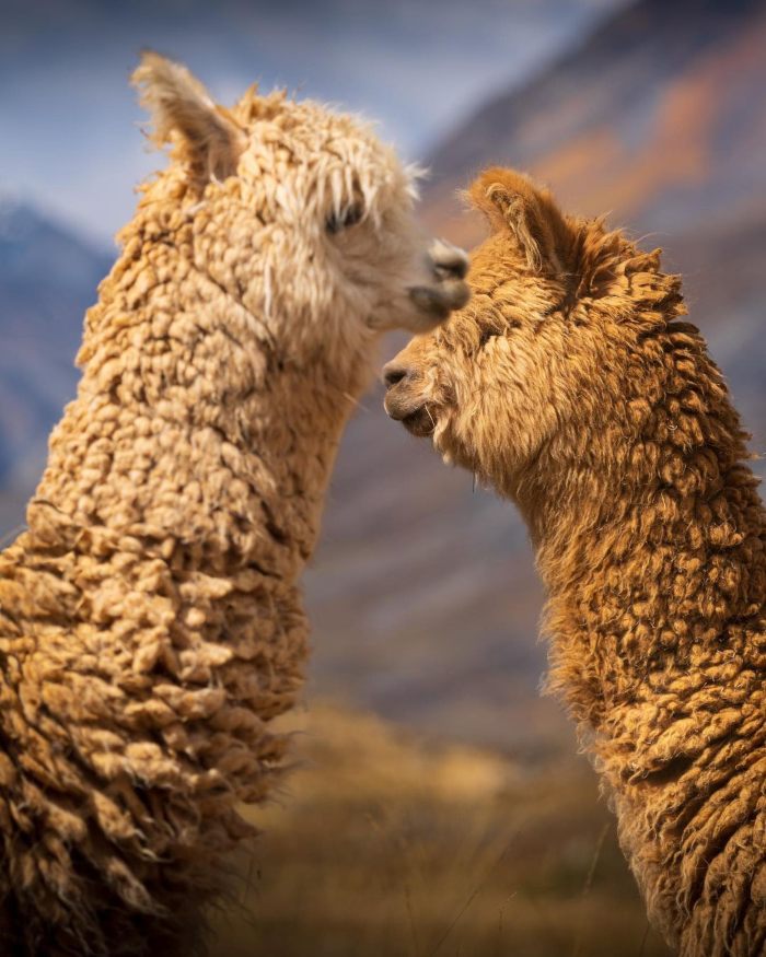 jewell-of-cordillera-blanca-tour