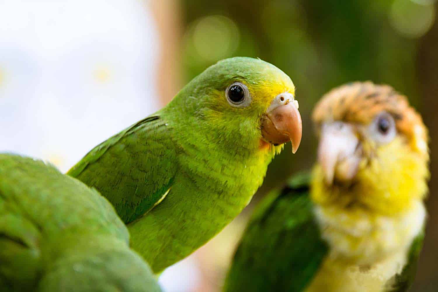 Baby parrots