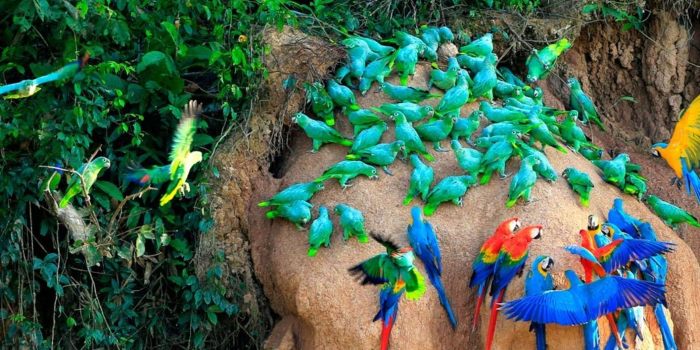macaw-magic-tour