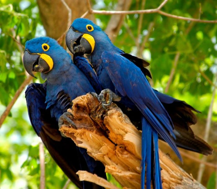 pacaya-samiria-wildlife-safari-tour-iziperu