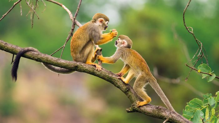 pacaya-samiria-wildlife-safari-tour
