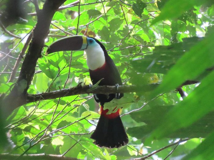 padre-abad-tour-pucallpa-iziperu