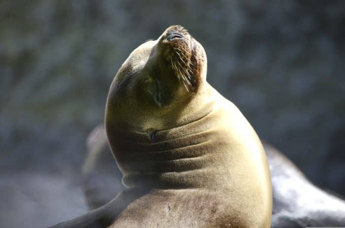 paracas-reserve-fullday-tour-iziperu