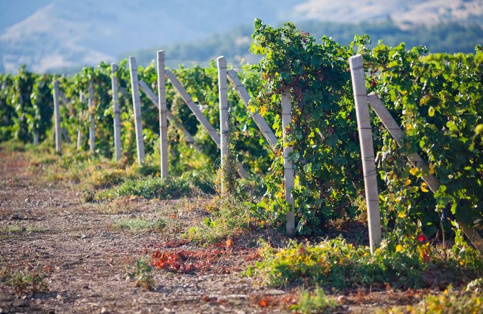 pisco-and-wine-embarking-tasting-tour