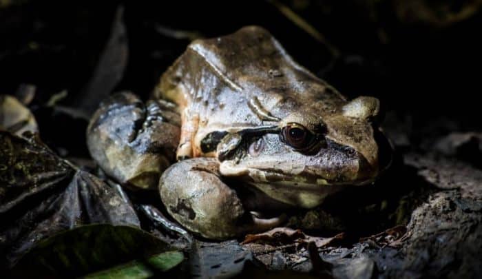rainforest-escape-tour-in-iquitos-with-iziperu