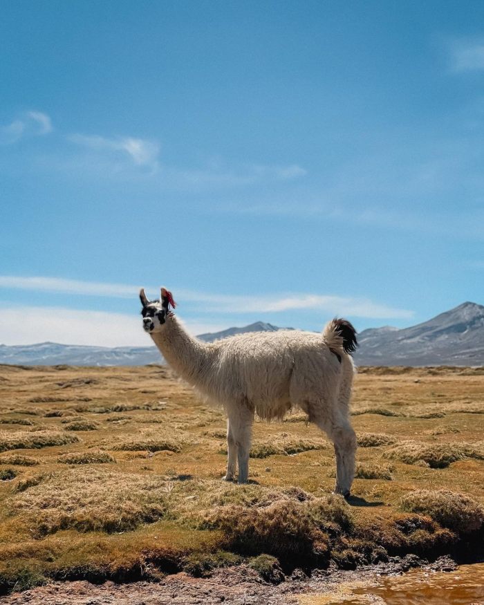 salinas-lake-tour-with-iziperu