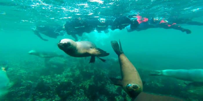 scuba-diving-in-paracas