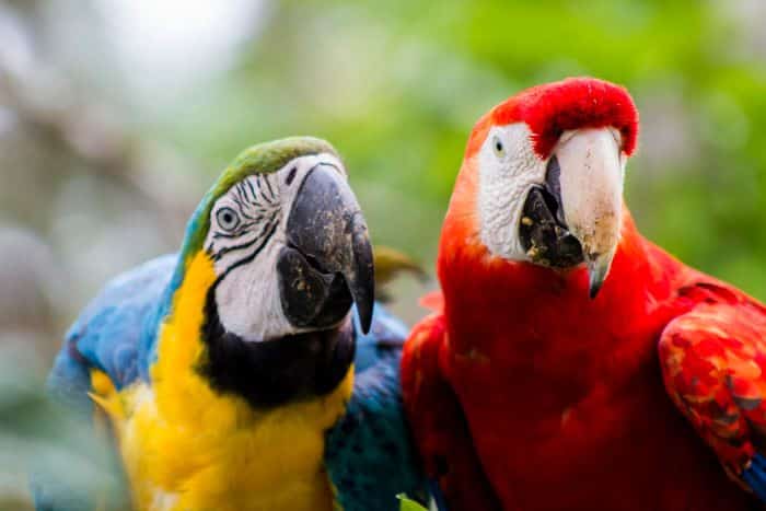 three-days-in-amazon-national-reserve-tour