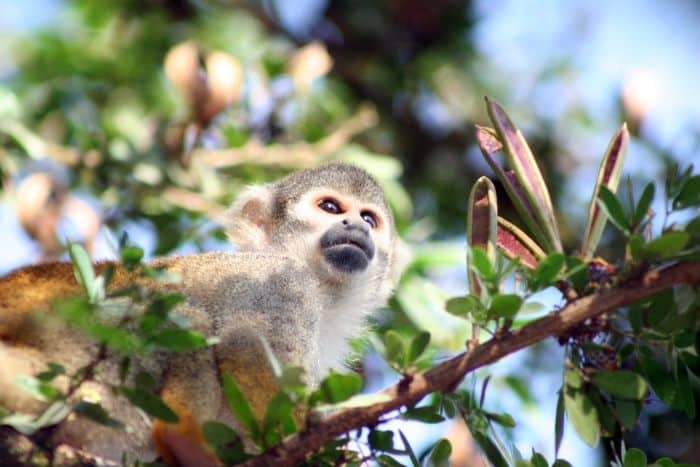 ultimate-amazon-odyssey-tour-iziperu