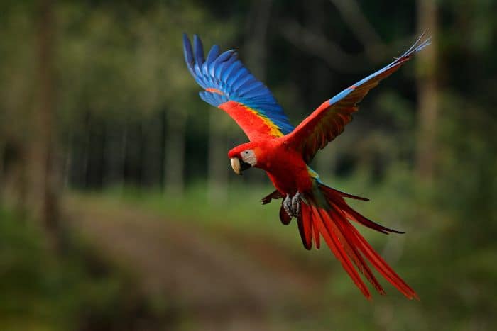 unveil-amazon-secrets-four-days-macaw-bliss-tour