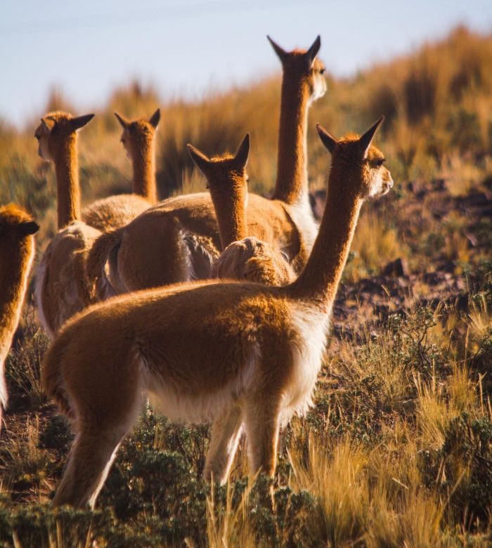 vicuna-lama-sanctuary-tour