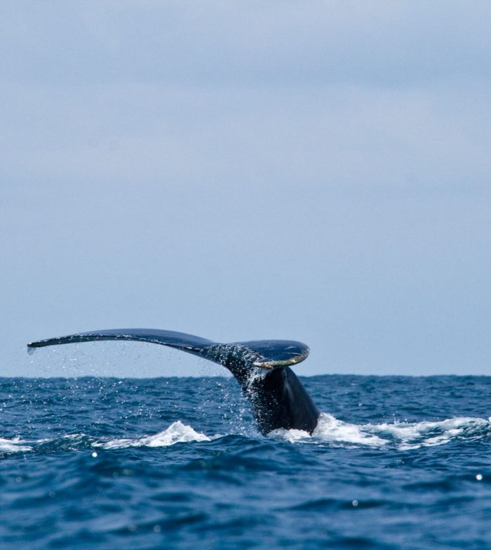 whale-watching-tour-iziperu-tumbes