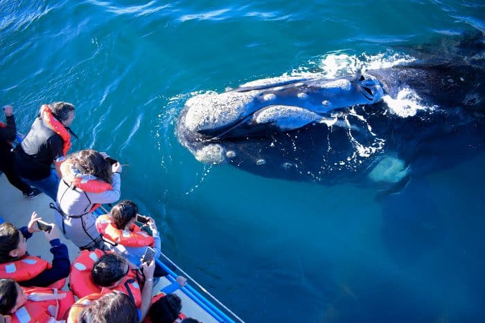 whale-watching-tour